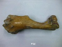 藏品(馬肢骨)的圖片